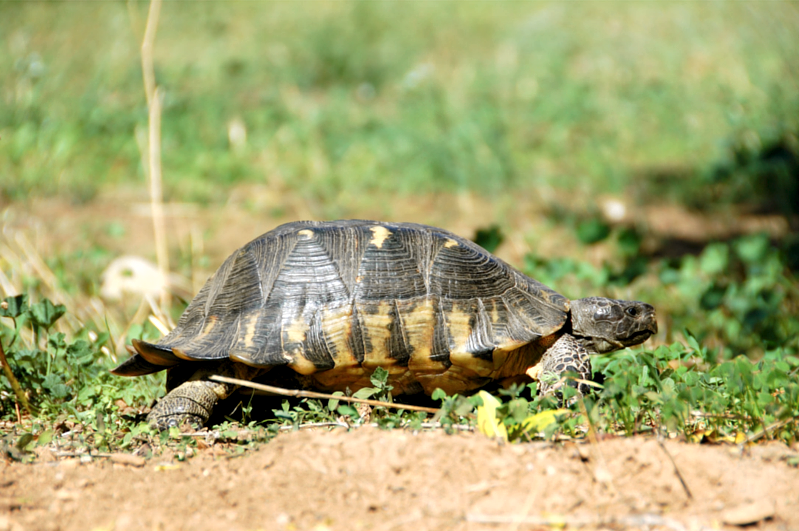 turtle