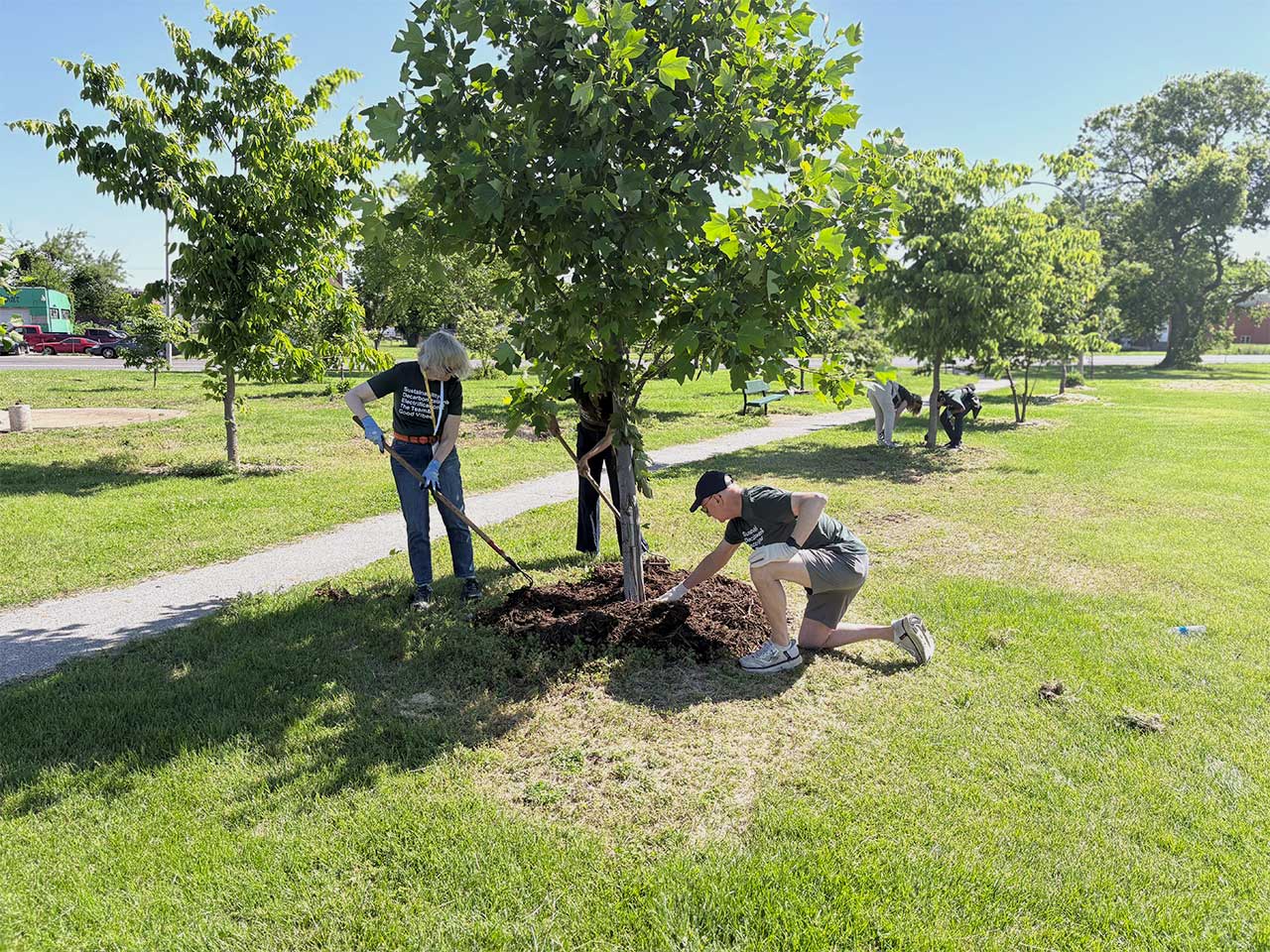 Members of the sustainability team plant trees in a park